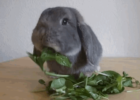 кролик кушает