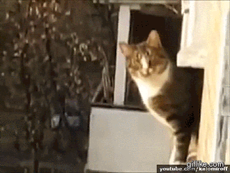 Котониндзя. Пушистики снова в бою!