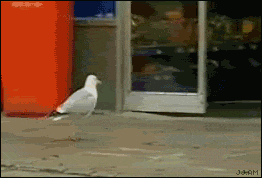 source: imgur.com Животные воришки