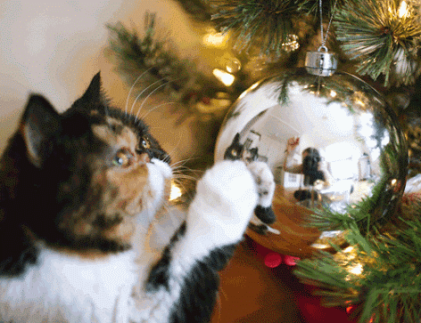 Новогодние коты