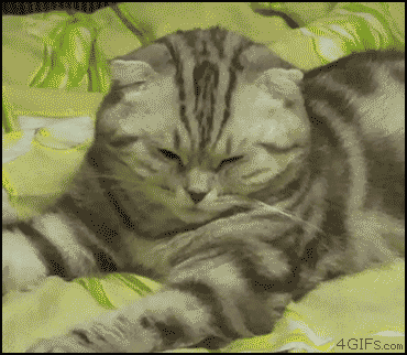 выходной, животные, кошки