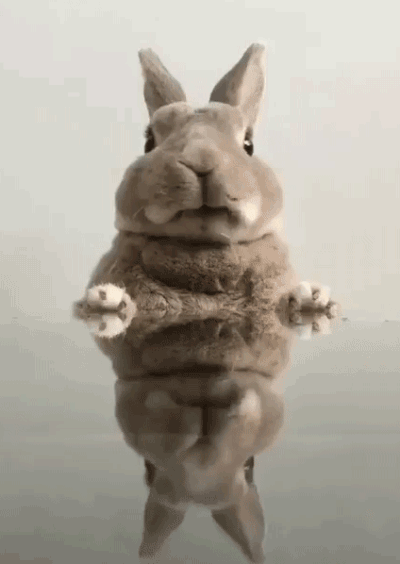 Эти гифки с животными сделают ваш день!