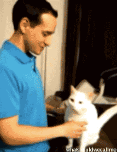 коты, позитив, добро, животные, дети