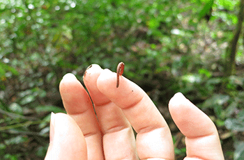 leech on hand