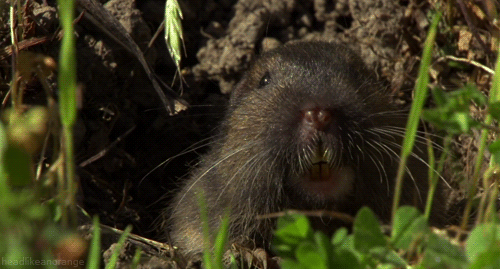 Pocket gopher (North America - Discovery Channel)
