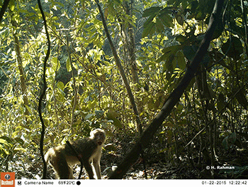 Bangladesh monkey