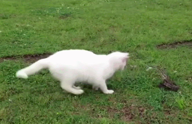 source: imgur.com Котониндзя. Пушистые воины