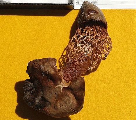 Phallus indusiatus