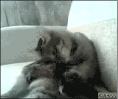 Смешные животные, которые с утра встали не с той ноги животыне не стой ноги, смешные животные gif, уморительные животные, животные ситуации