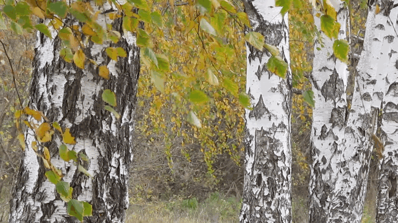 http://s16.radikal.ru/i191/1111/24/bc703ff2cf79.gif