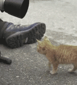 GIF-доказательство, что коты - чертовски весёлые ребята GIF коты юмор