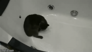 Hosted by imgur.com Кототерапия. Продолжение