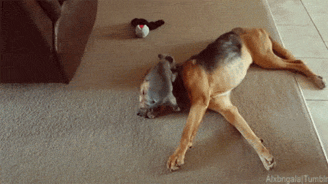 питбули самые ласковые собаки в мире (3)