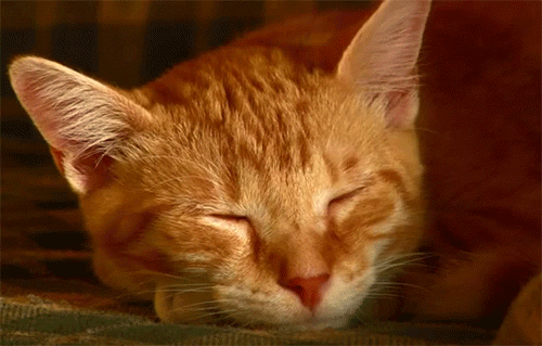 Гифка: рыжий кот спит