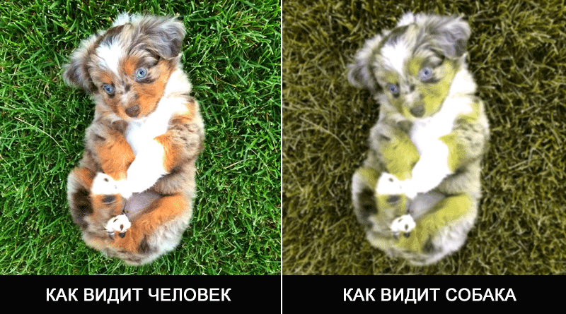 Правда ли, что все собаки — дальтоники дальтоники, зрение, правда ли, собаки, цвета