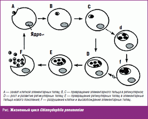 Размножение хламидий. Жизненный цикл хламидии микробиология. Хламидии элементарные и ретикулярные тельца. Элементарные тельца хламидий. Схема жизненного цикла хламидий.
