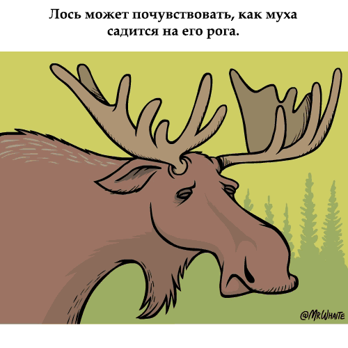 Занимательная зоология