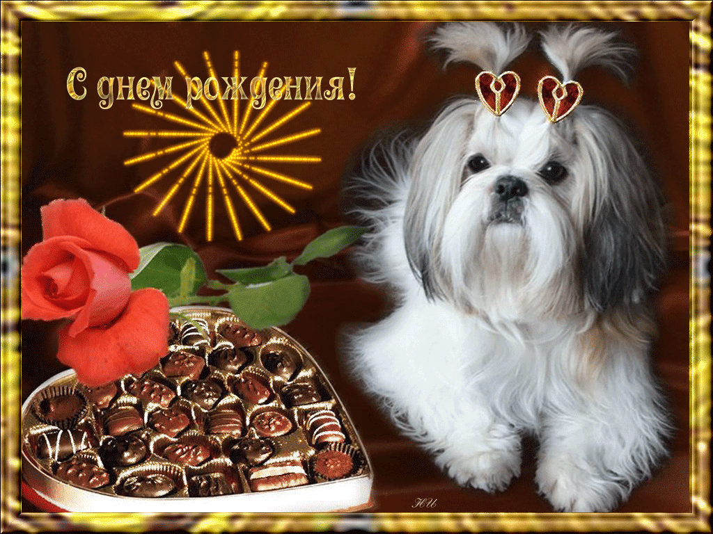 Живые гифки с днем рождения. С днем рождения. День рождения собаки. С днём рождения собачки. Открытки с днём рождения с собачками красивые.