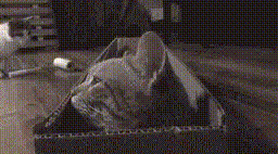 GIF-доказательство, что коты - чертовски весёлые ребята GIF коты юмор
