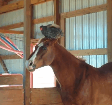 chicken-sleeping-horse-head-nancy-elwood-2