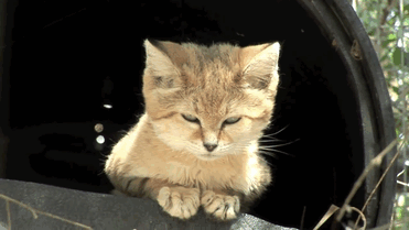 Без кота и жизнь не та