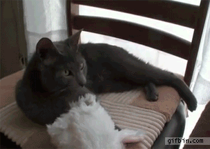 Кототерапия. Огромная порция позитива!