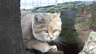 Без кота и жизнь не та