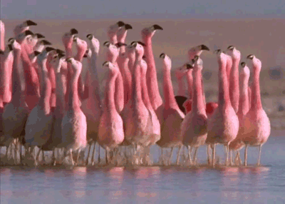 Image result for flamingo gifs