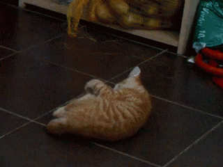 Кототерапия. Огромная порция позитива!