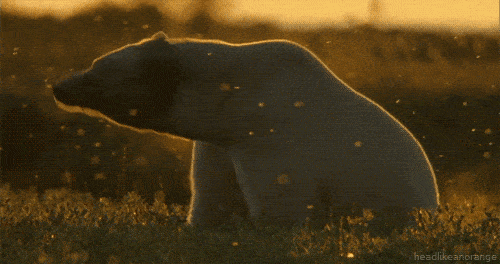 Прикольные и красивые гифки с животными, GIF картинки с животными 5