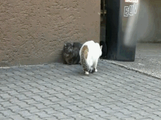 Котониндзя. Новая часть