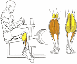 Мышцы, работающие при подъёме на носки сидя