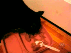 source: imgur.com Животные воришки